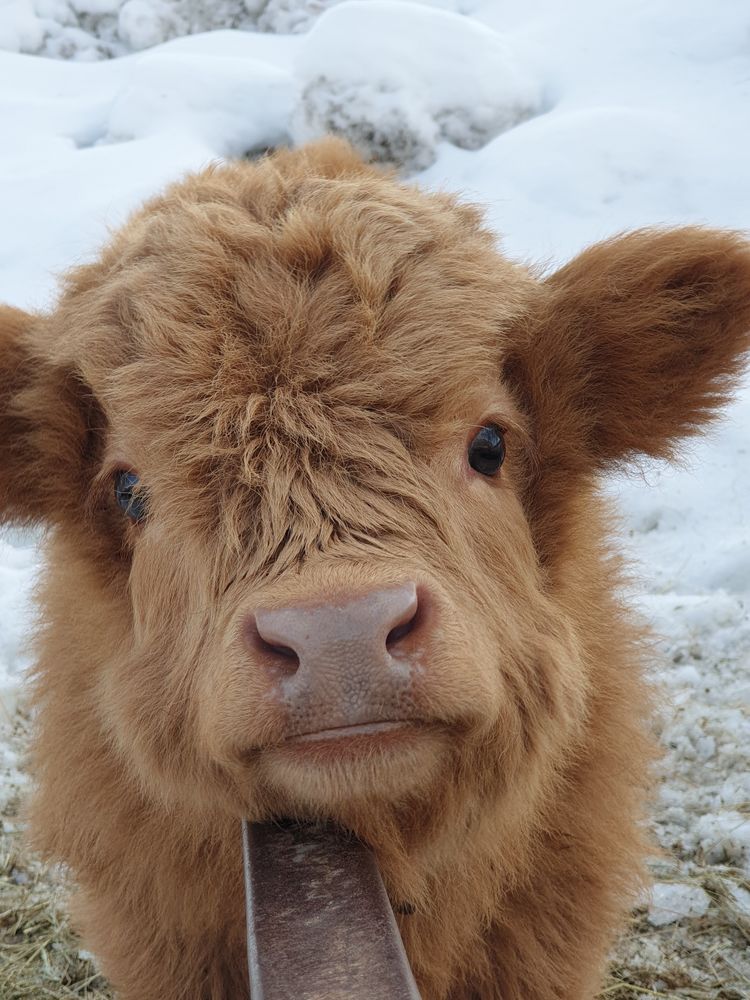 La Ferme Laur'highland