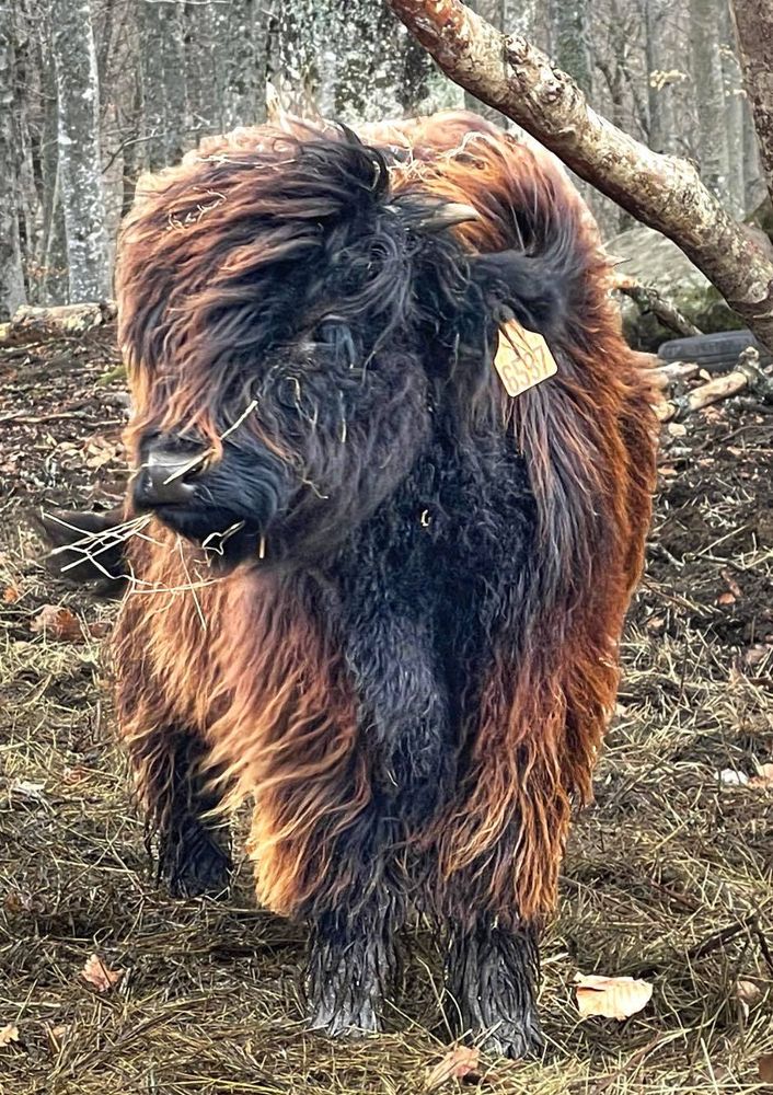 La Ferme Laur'highland