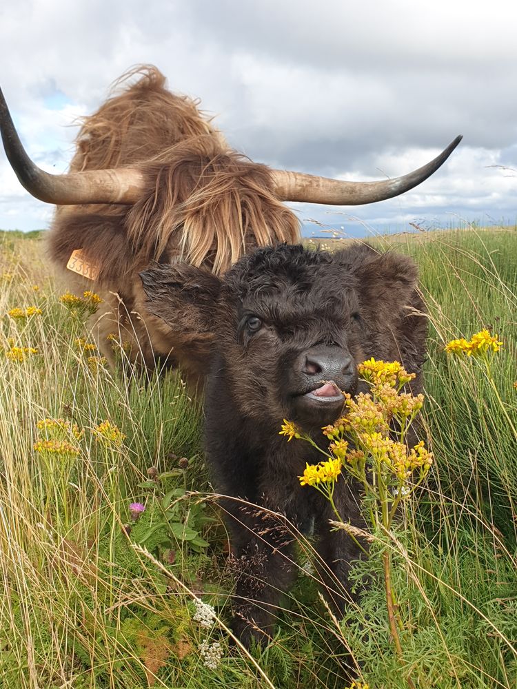 La Ferme Laur'highland