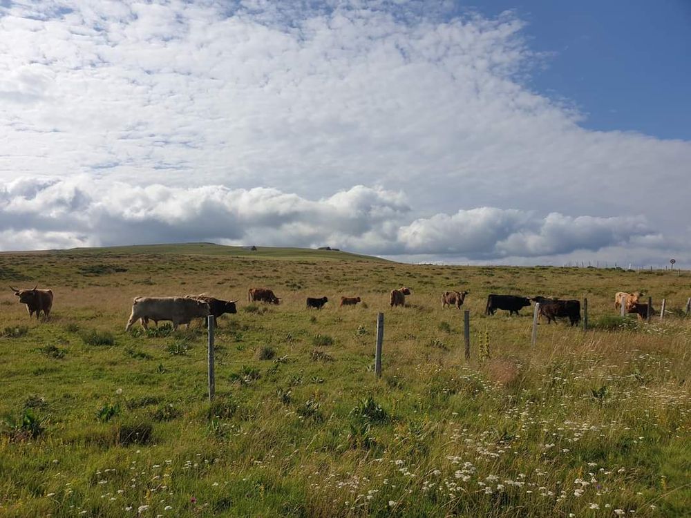 La Ferme Laur'highland