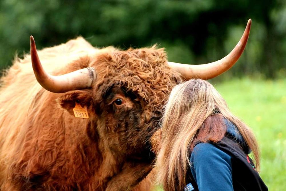 La Ferme Laur'highland